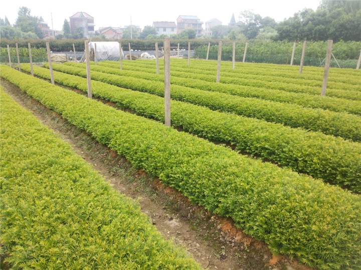 苗圃赚钱_经营苗圃能赚到钱吗？只要有特色就能赚到