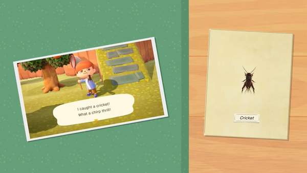 《动物森友会》9月更新 君王班蝶飞舞欢乐捉蛐蛐