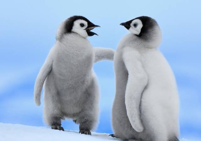 利用链接查询QQ绑定的手机号