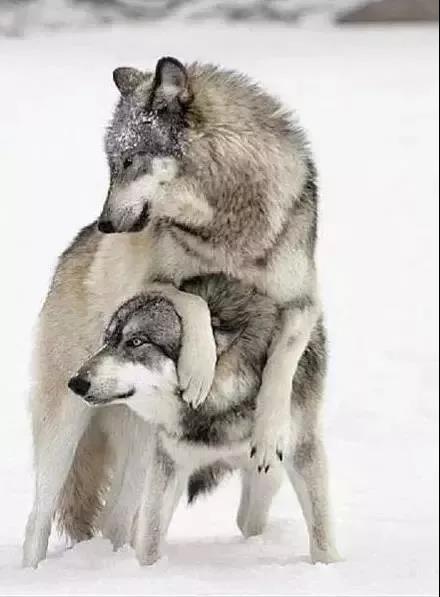 【励志文章】社会上有些人比狼还可怕！