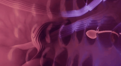 被男生憋回去的精子都去哪儿了？